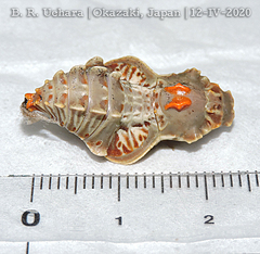 Byasa alcinous alcinous