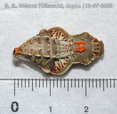 Byasa alcinous alcinous