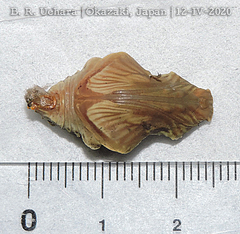 Byasa alcinous alcinous