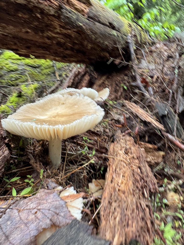 Eastern American Platterful Mushroom · May 2026 · photo: Photo: (c) vernselden, some rights reserved (CC BY-SA) · iNaturalist