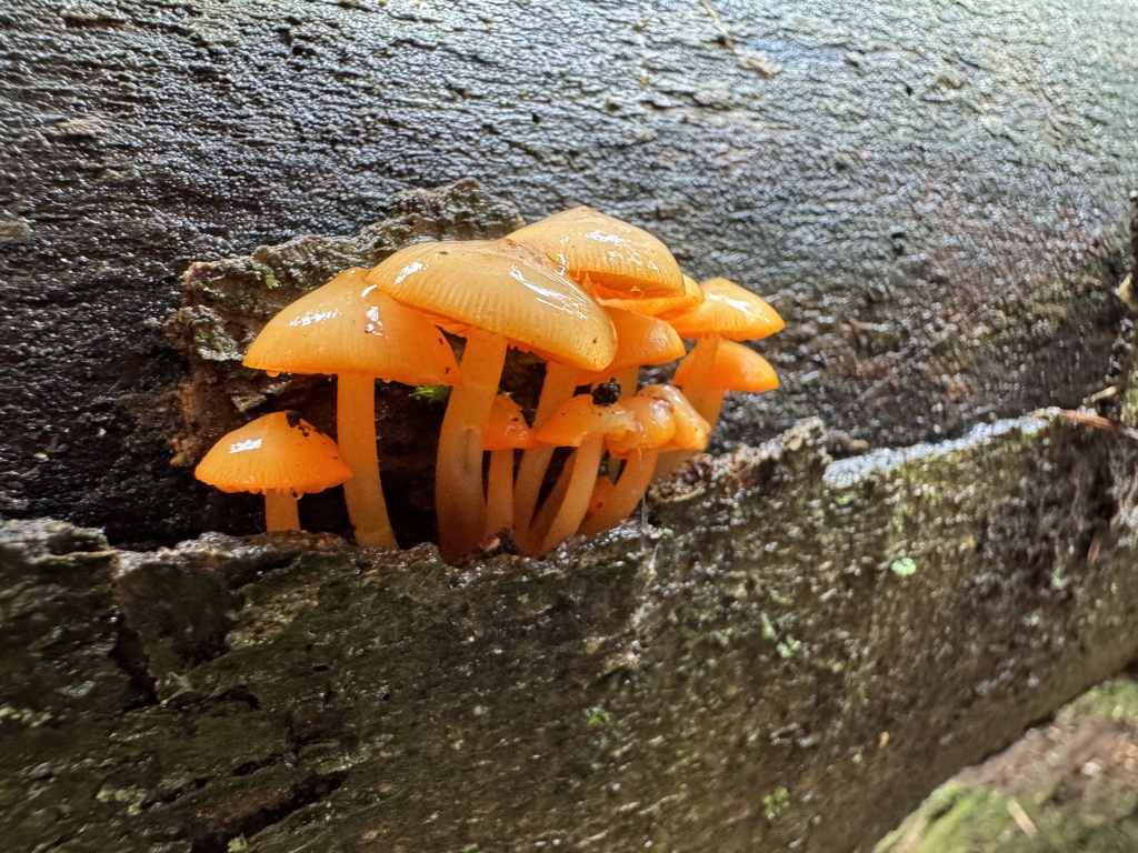 orange mycena · May 2026 · photo: Photo: (c) vernselden, some rights reserved (CC BY-SA) · iNaturalist