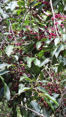 Syzygium guineense