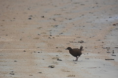 Gallirallus australis scotti