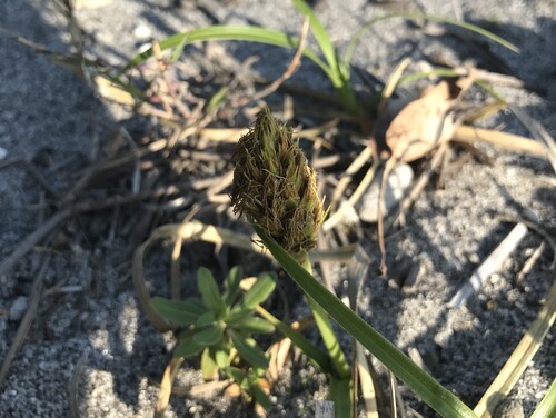 Carex kobomugi, photograph 6