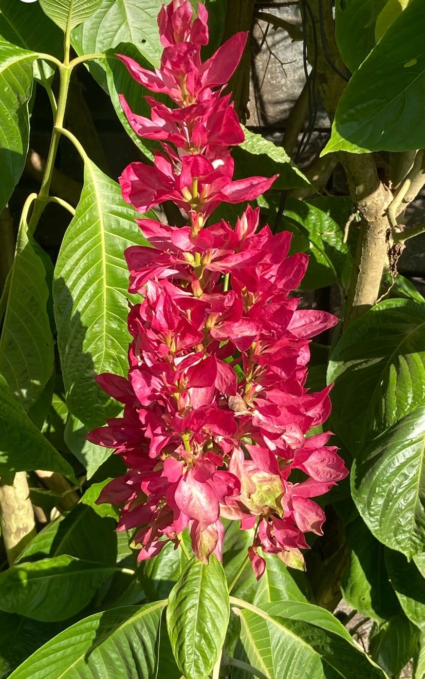 Megaskepasma erythrochlamys