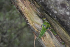 Cyanoramphus auriceps