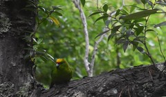 Cyanoramphus auriceps