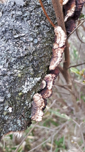 Daedaleopsis confragosa