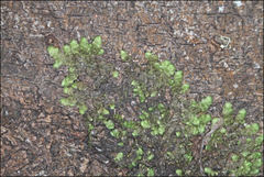 Frullania clavata