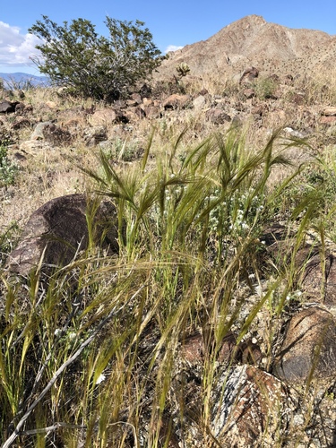 iNaturalist observation photo of cape ricegrass