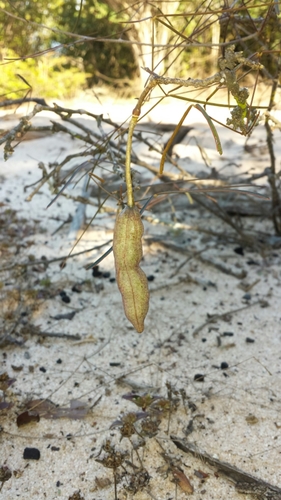 Thilachium angustifolium