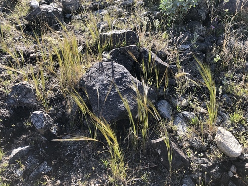 iNaturalist observation photo of cape ricegrass