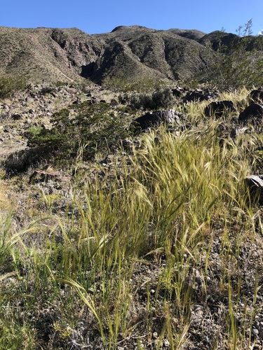 iNaturalist observation photo of cape ricegrass