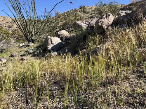 iNaturalist observation photo of cape ricegrass