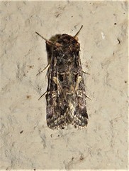 Spodoptera leucophlebia