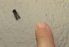 Spodoptera leucophlebia