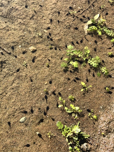 iNaturalist observation photo of Red-spotted Toad