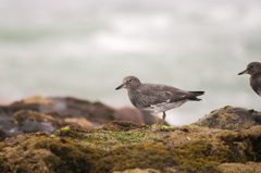 Calidris virgata