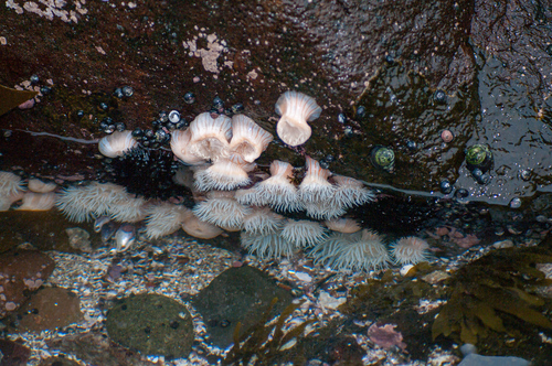 striped anemone