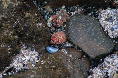 Pyura chilensis
