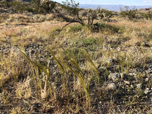 iNaturalist observation photo of cape ricegrass