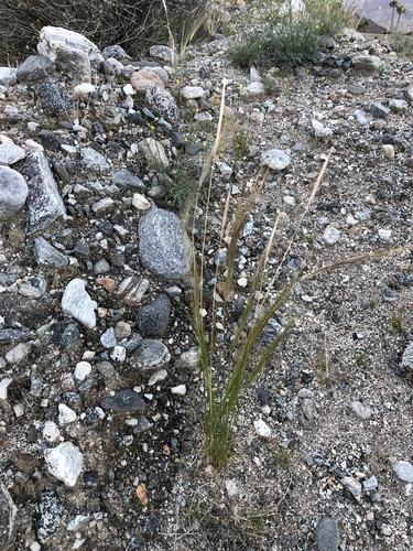 iNaturalist observation photo of cape ricegrass