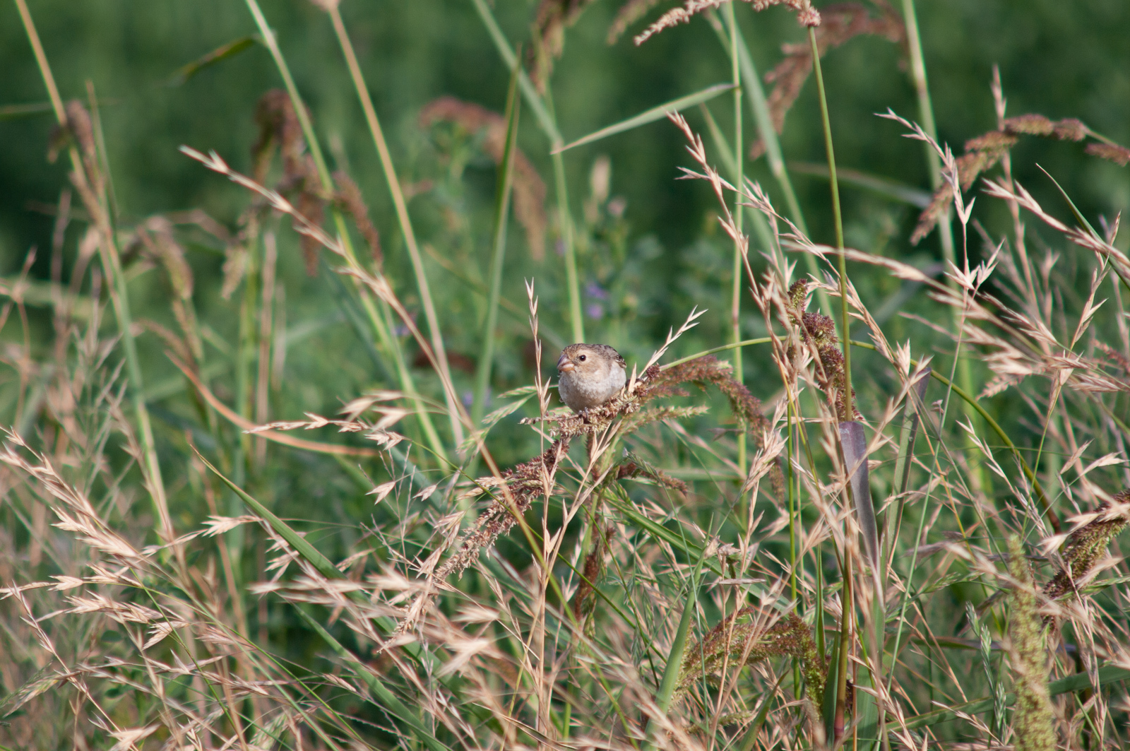 Chestnut-throated Seedeater illustration