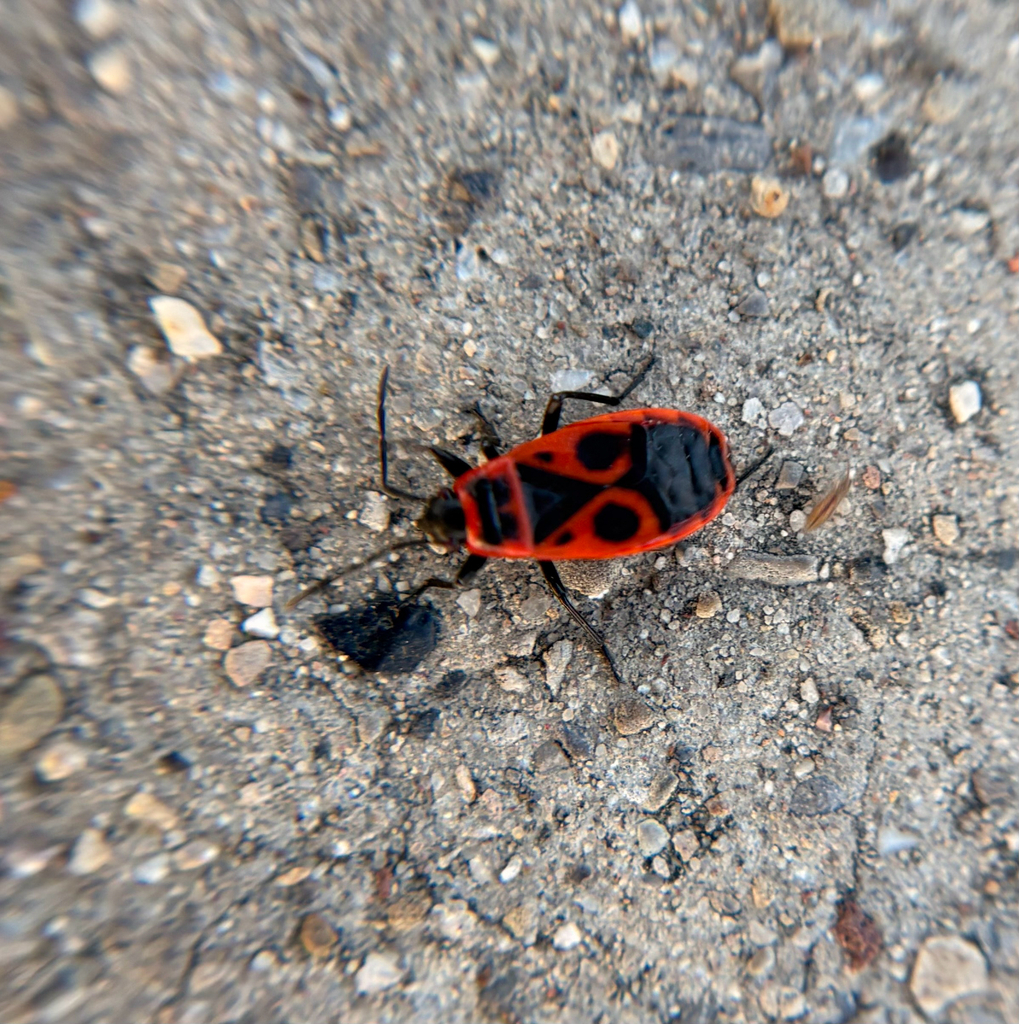 European Firebug from S 160 E, Midvale, UT, US on May 24, 2026 at 07:30 ...