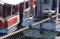 Chroicocephalus maculipennis