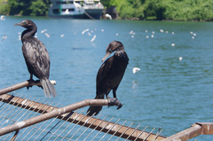 Nannopterum brasilianum