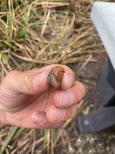 Sauroconcha jervisensis observed 2026-05-25