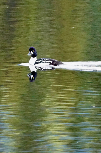 Barrow's Goldeneye