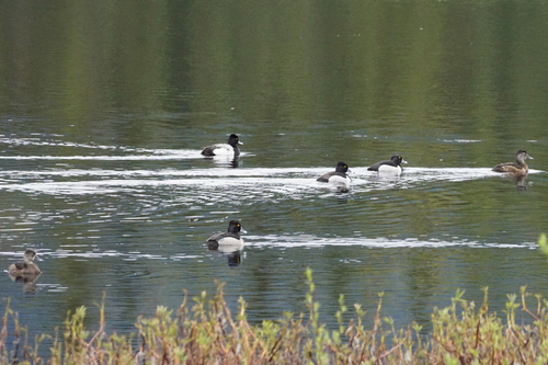 Ring-necked Duck