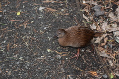 Gallirallus australis scotti
