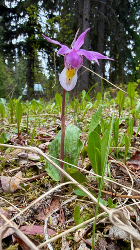 Eastern Fairy-slipper