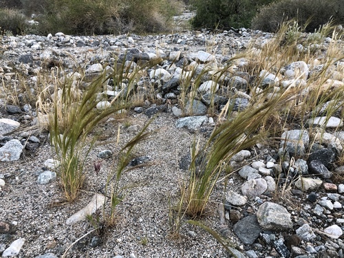 iNaturalist observation photo of cape ricegrass