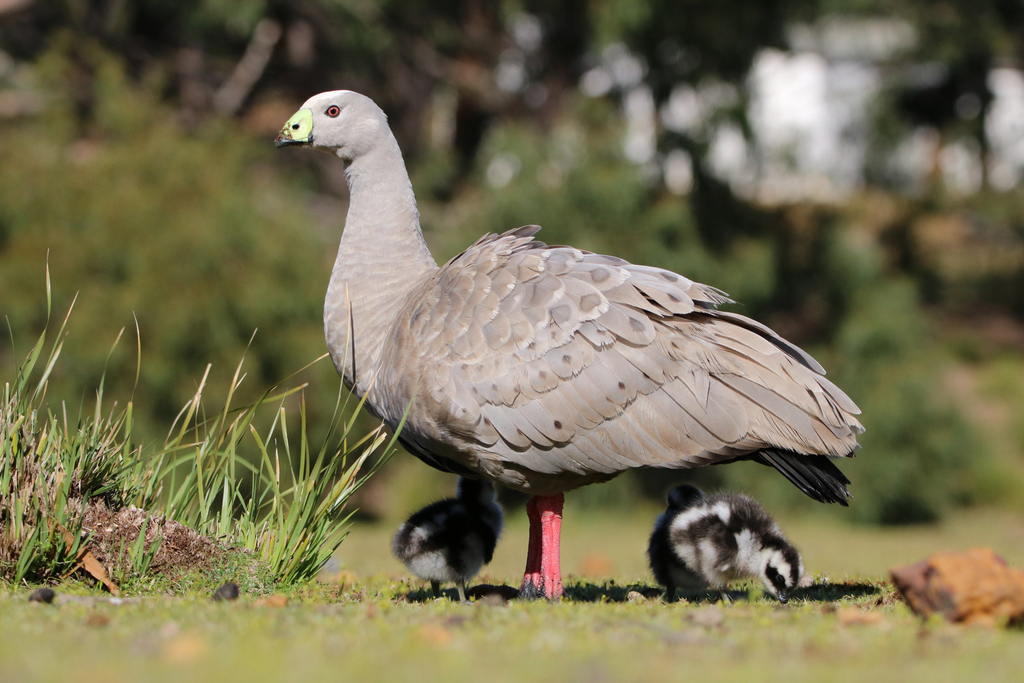 Cape Barren Goose