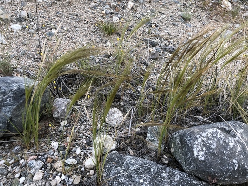 iNaturalist observation photo of cape ricegrass
