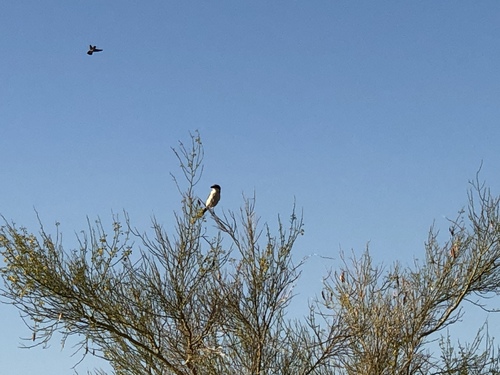 iNaturalist observation photo of Loggerhead Shrike