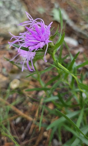 Liatris compacta, photograph 4