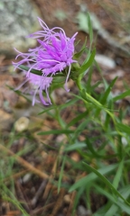 Liatris compacta, photograph (c) Jennifer Harris, some rights reserved (CC BY)