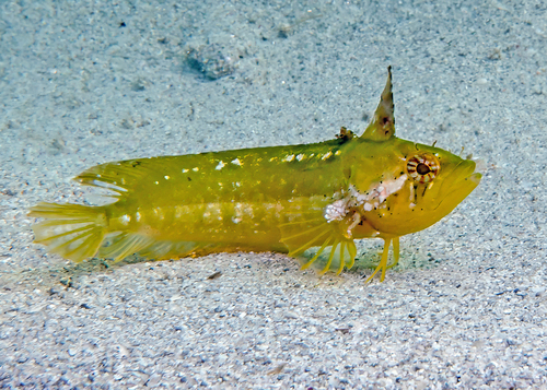 Adelaide weedfish (Heteroclinus adelaidae) — Clinidae