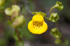 Calceolaria tenella