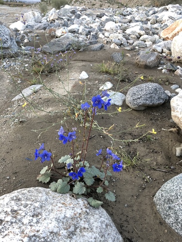 iNaturalist observation photo of desert bluebells