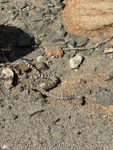 iNaturalist observation photo of Western Rattlesnake