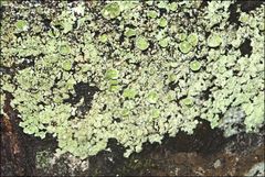 Flavoparmelia rutidota