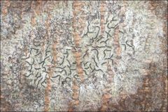 Halegrapha mucronata