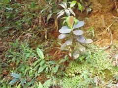 Clusiaceae