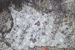 Pertusaria pertractata