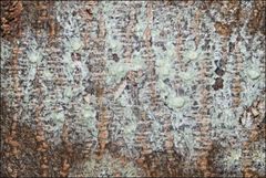 Pertusaria pertractata